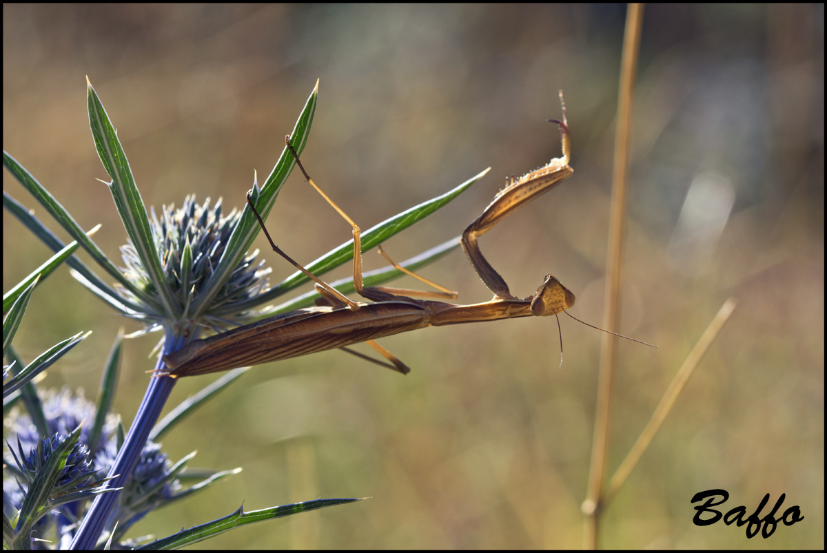 Mantide religiosa